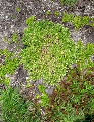 Lepidium flexicaule