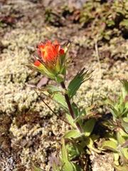 Castilleja hispida hispida