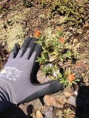 Castilleja hispida hispida