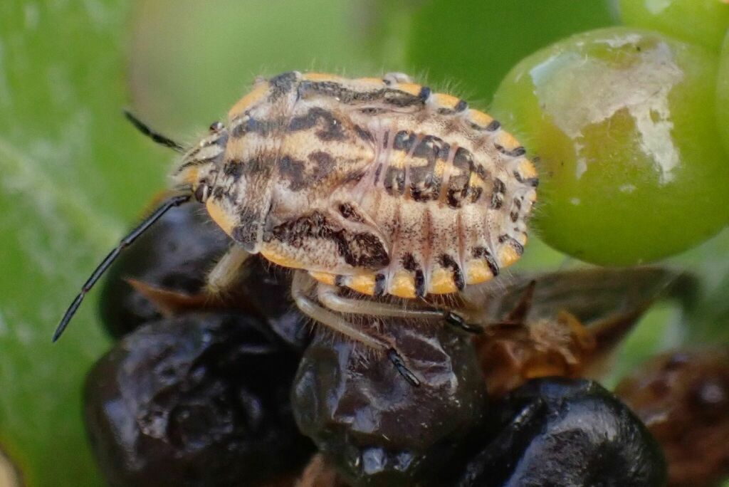 Sunflower Seed Bug from Makana, Ponta Mamoli, MatutuĂne District