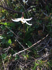 Erythronium elegans