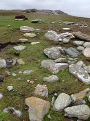 Lepidium oligodontum