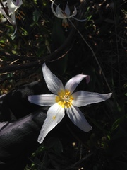 Erythronium elegans