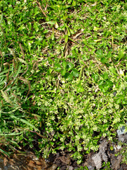 Lepidium flexicaule