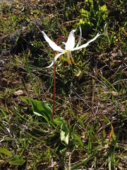 Erythronium elegans