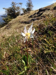 Erythronium elegans
