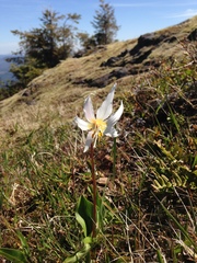 Erythronium elegans