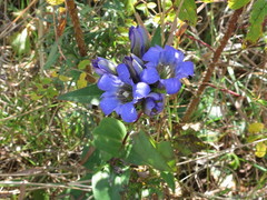 Gentiana scabra