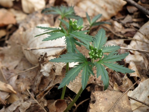 Otra foto de Cutleaf toothwort