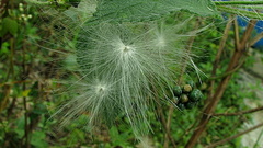 Oxypetalum harleyi