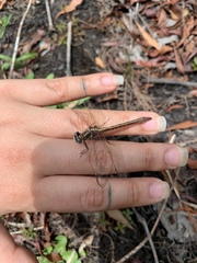 Phanogomphus minutus