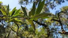 Euthoracaphis umbellulariae