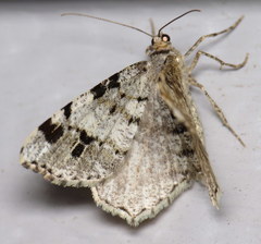 Macaria pinistrobata