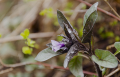 Physochlaina physaloides