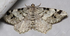 Macaria pinistrobata