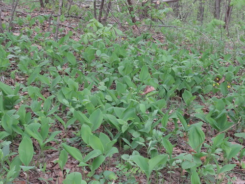Image of Asian Lily-Of-The-Valley (Convallaria keiskei) by (c) Repina Tatyana, some rights reserved (CC BY)