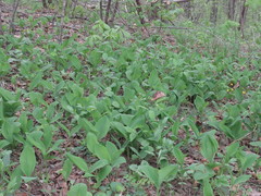 Convallaria keiskei
