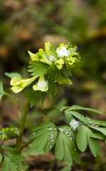 Corydalis bracteata