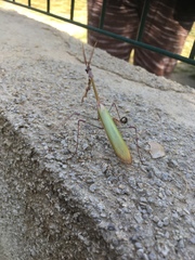 Empusa