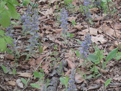 Ajuga multiflora