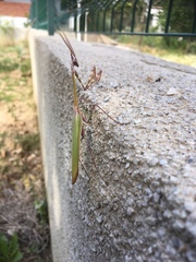 Empusa