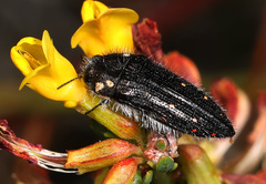 Acmaeodera fenyesi
