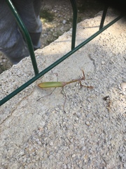 Empusa