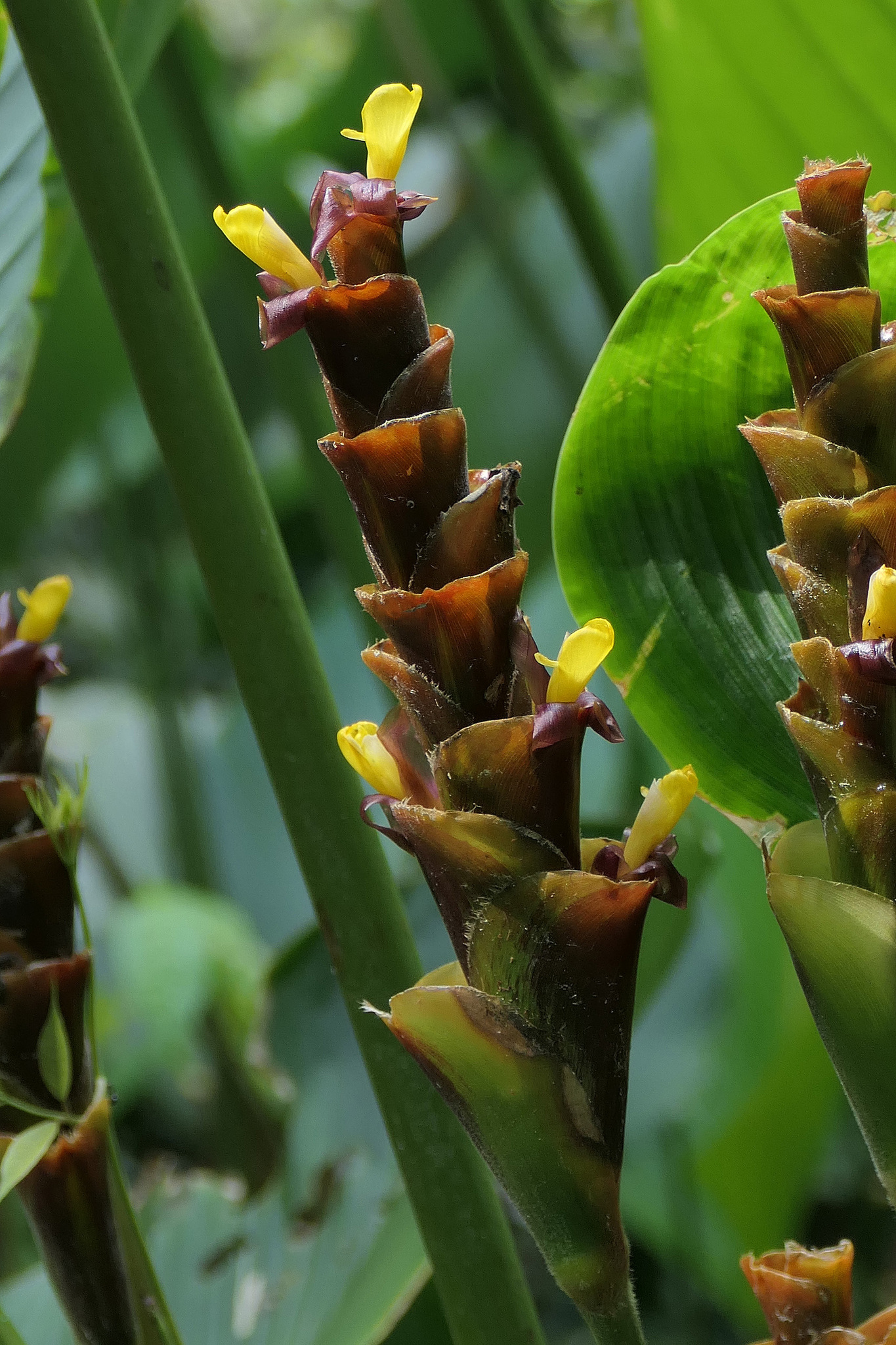 Calathea lutea