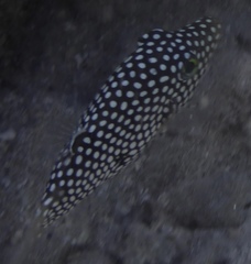 Canthigaster jactator