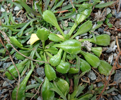 Lepidium oligodontum