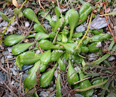 Lepidium oligodontum