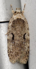 Agonopterix curvilineella