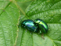 Oreina cacaliae