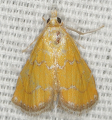 Xanthophysa psychicalis