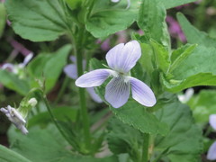 Viola acuminata