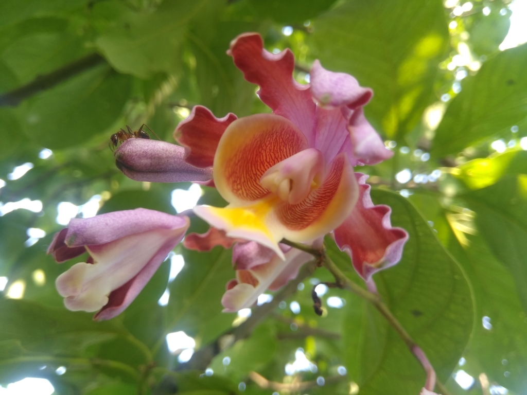 Myrmecophila grandiflora