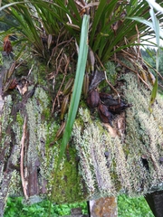 Cymbidium dayanum