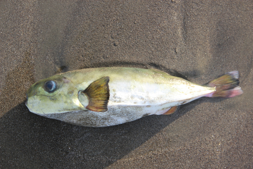 Brownback Puffer