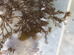 Odonthalia floccosa