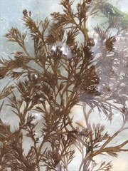 Odonthalia floccosa