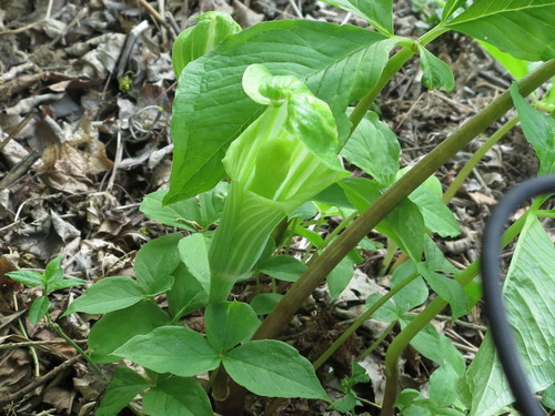 Image of Arisaema amurense by (c) Repina Tatyana, some rights reserved (CC BY)