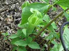 Arisaema amurense