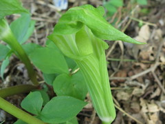 Arisaema amurense