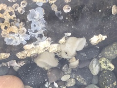 Onchidoris bilamellata