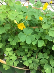 Oxalis