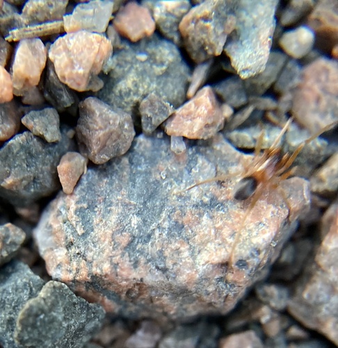 European Ant-eating Spider photo 5
