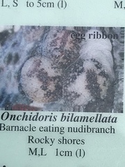 Onchidoris bilamellata