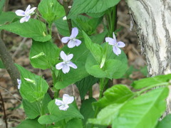 Viola acuminata