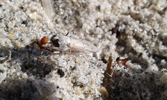 Stenotabanus psammophilus
