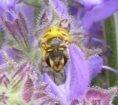 Anthidium
